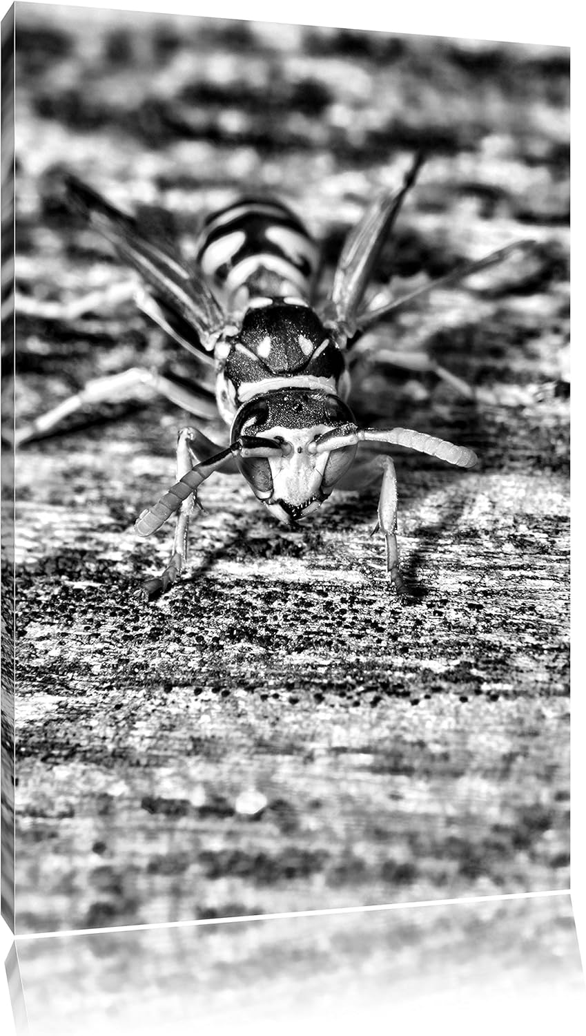 Monocrome, Wespe auf Holz, Format: 100x70 auf Leinwand, XXL riesige Bilder fertig gerahmt mit Keilra