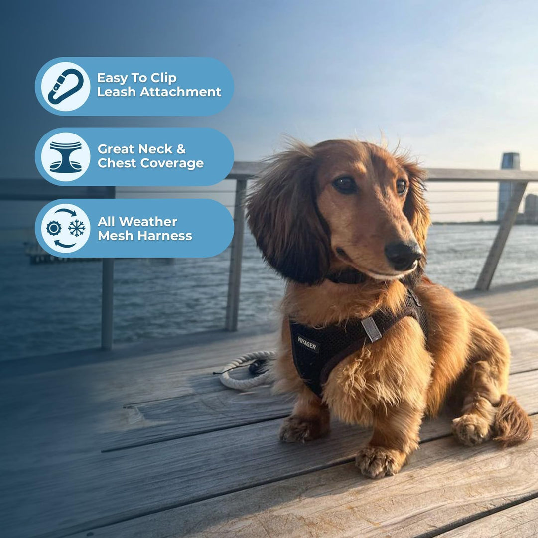 Best Pet Supplies Voyager Step-In Air Hundegeschirr â€“ Allwetter-Netzgewebe für kleine und mittelgr