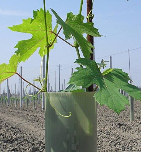 Tubex Vine Original, Rebschutzröhre 60cm, Ø 90-110mm, grün, Rebschutz-/Wuchshülle für den Weinbau (6