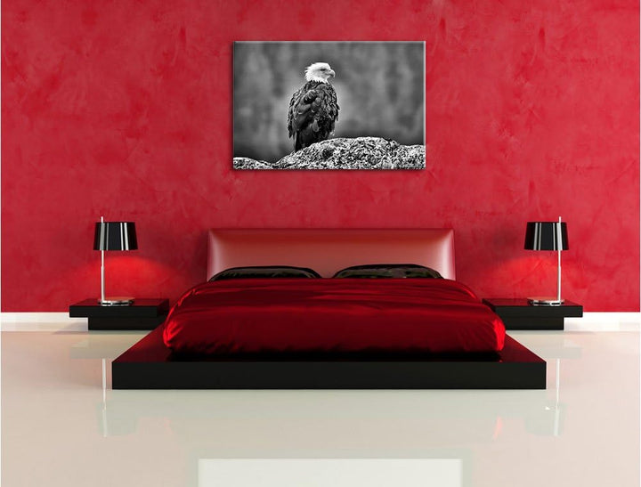 Pixxprint Monocrome, wachsamer Adler auf Fels, Format: 100x70 auf Leinwand, 100x70
