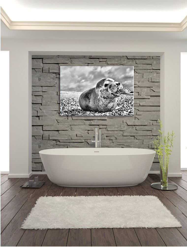 Pixxprint Monocrome, Süsse Robbe auf Steinstrand, Format: 100x70 auf Leinwand, 100x70