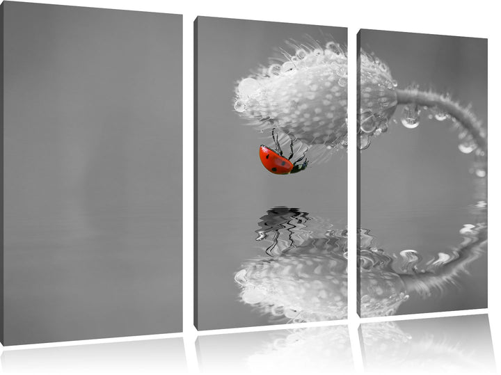 Pixxprint Marienkäfer Mohnblume als Leinwandbild/Grösse: 3 Teilig (120x80 cm) cm/Wandbild/Kunstdruck