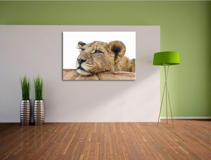 Pixxprint junger Löwe schläft auf Leinwand, XXL riesige Bilder fertig gerahmt mit Keilrahmen, Kunstd