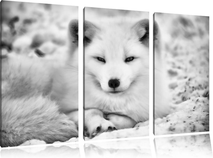 Pixxprint Weisser Fuchs als Leinwandbild/Grösse: 3 Teilig (120x80) cm/Wandbild/Kunstdruck/fertig bes