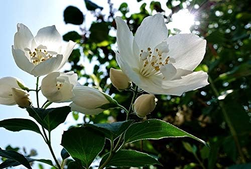 Dufte Momente | Whirlpool Duft Jasmin 3.000ml | mit naturreinen und natürlichen ätherischen Ölen | k
