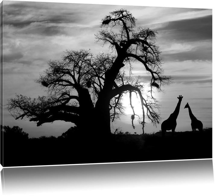 Pixxprint Zwei Giraffen in der Wüste als Leinwandbild/Grösse: 100x70 cm/Wandbild/Kunstdruck/fertig b