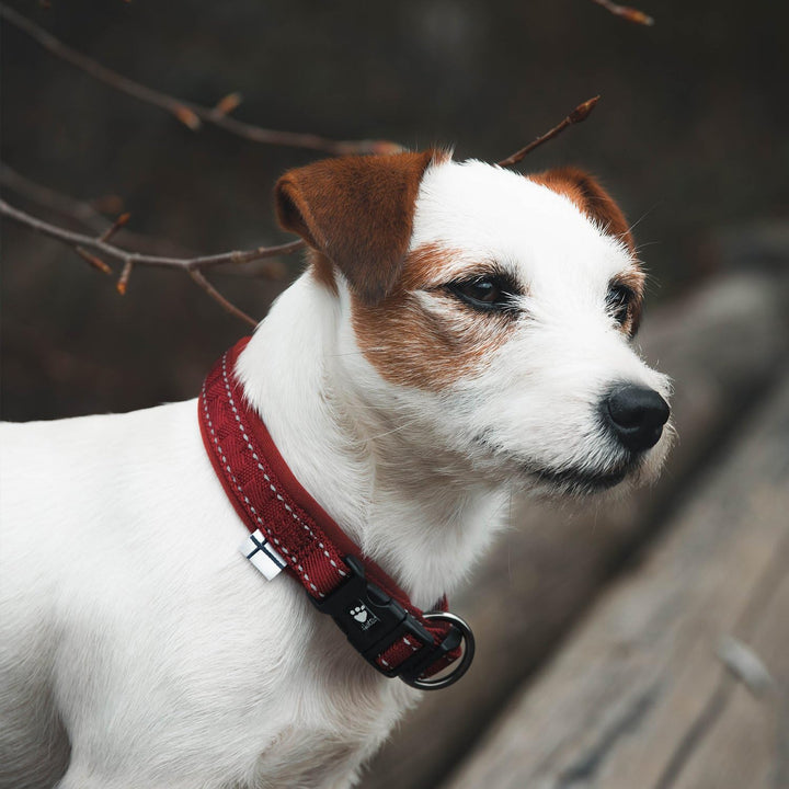 Hurtta Gepolstertes Hundehalsband, Lingon, 40,6–50,8 cm Lingon 16-20", Lingon 16-20"