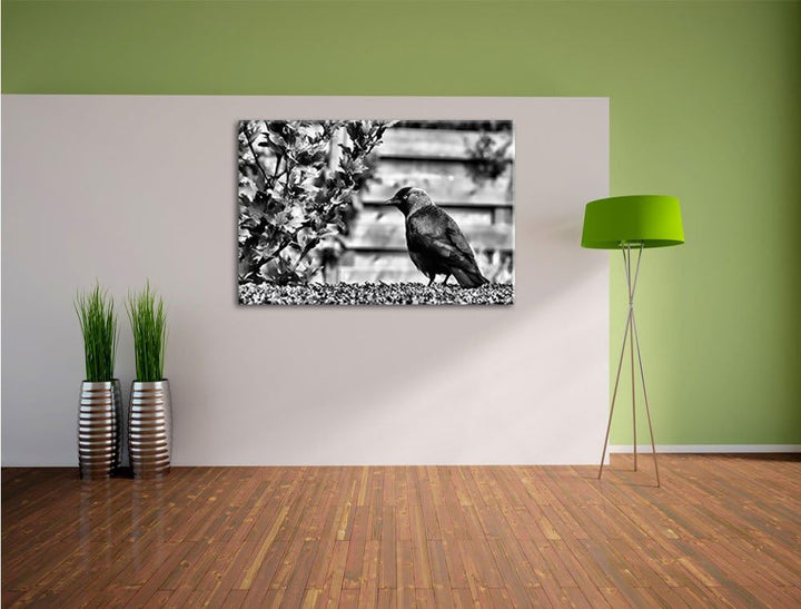 Pixxprint Monocrome, schöner schwarzer Vogel auf Gartenwiese, Format: 100x70 auf Leinwand, XXL riesi