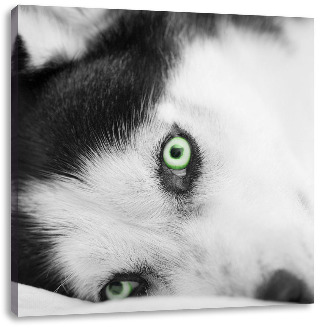 Pixxprint Husky im Bett mit Augen als Leinwandbild/Grösse: 70x70 cm/Wandbild/Kunstdruck/fertig bespa