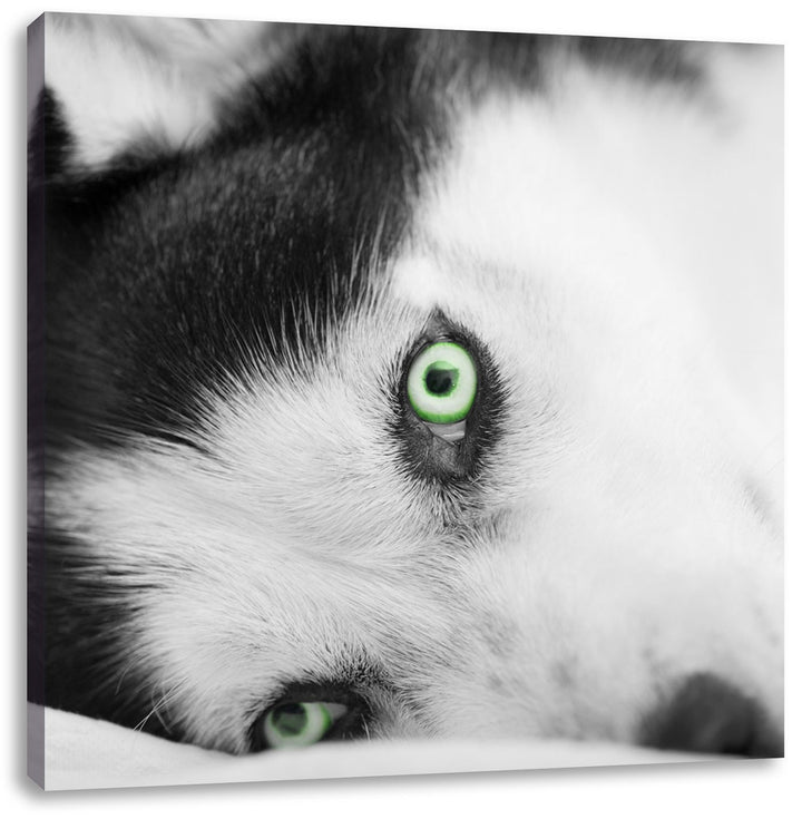 Pixxprint Husky im Bett mit Augen als Leinwandbild/Grösse: 70x70 cm/Wandbild/Kunstdruck/fertig bespa