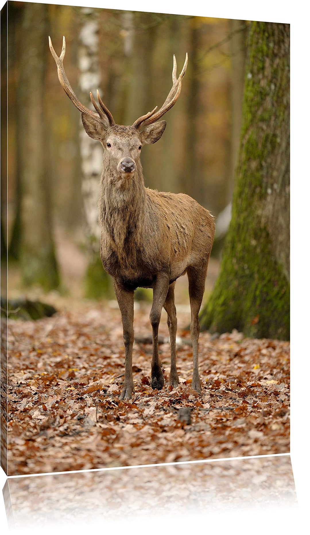 Schöner Hirsch im Wald, Format: 100x70 auf Leinwand, XXL riesige Bilder fertig gerahmt mit Keilrahme
