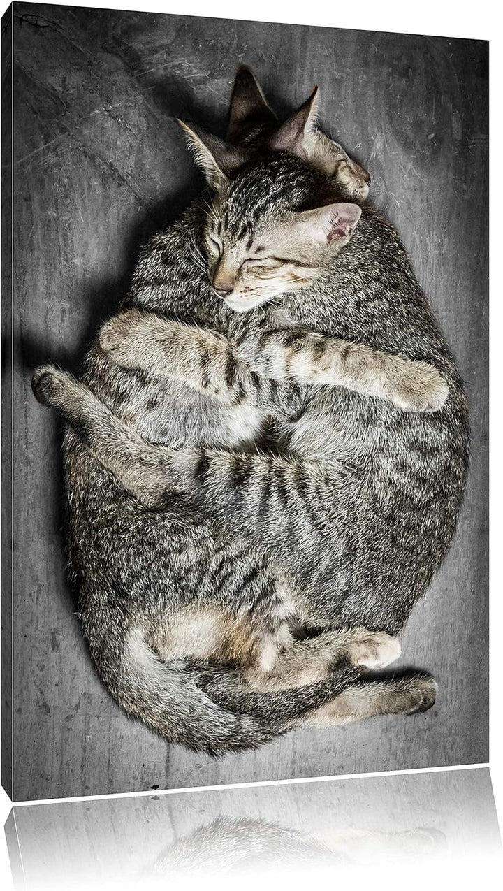 Pixxprint Kuschelnde Katzen als Leinwandbild/Grösse: 100x70 / Wandbild/Kunstdruck/fertig bespannt, 1