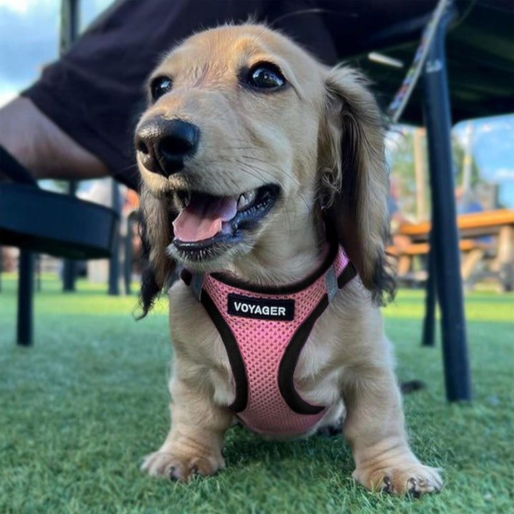 Voyager Step-In Air Hundegeschirr by Best Pet Supplies - All Weather Mesh Step in Vest Harness für k