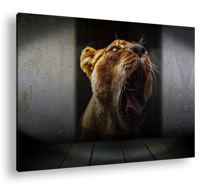deyoli brüllende Löwin Format: 80x60 als Leinwand, Motiv fertig gerahmt auf Echtholzrahmen, Hochwert