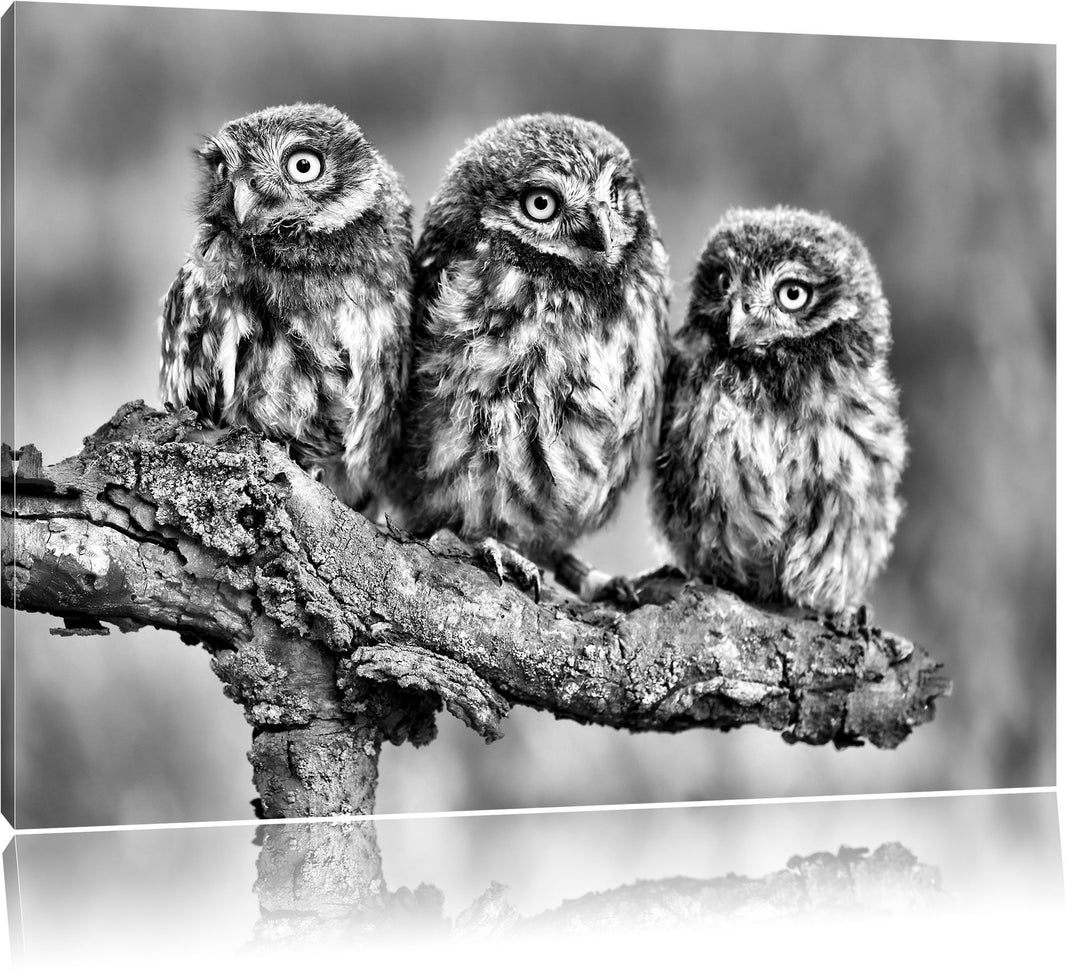 Pixxprint DREI Eulen auf AST als Leinwandbild/Grösse: 100x70 cm/Wandbild/Kunstdruck/fertig bespannt,