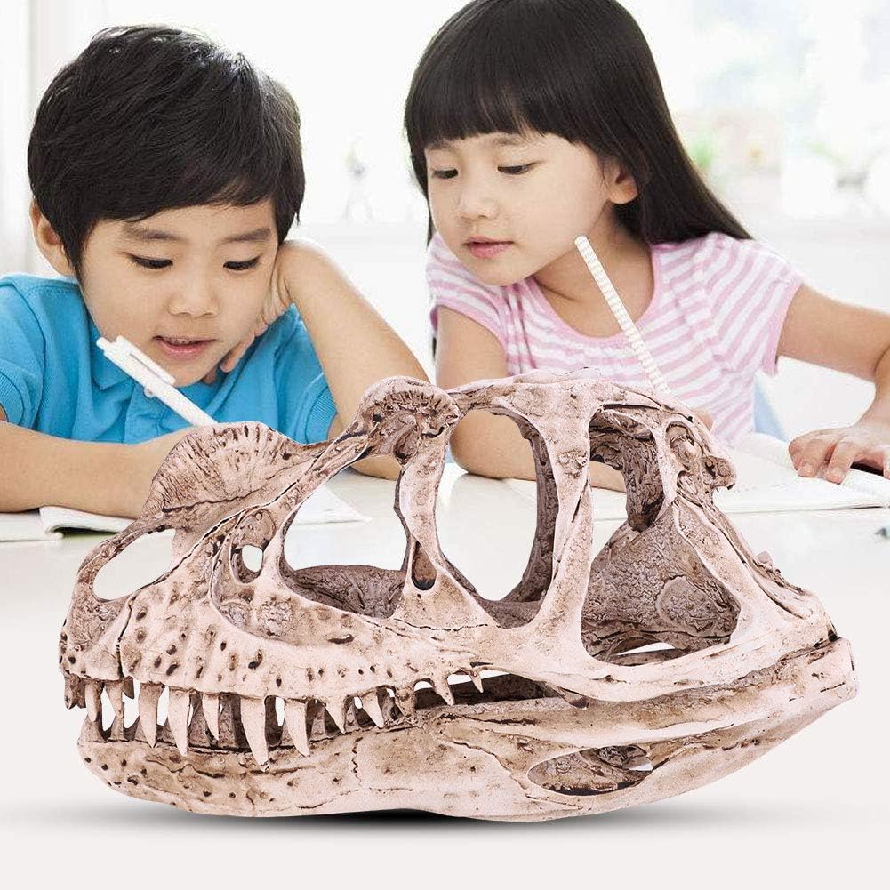VIFERR Dinosaurier-Schädel-Modell Harz simuliertes Dinosaurier-Skelett Home-Office-Dekor Handwerk Le