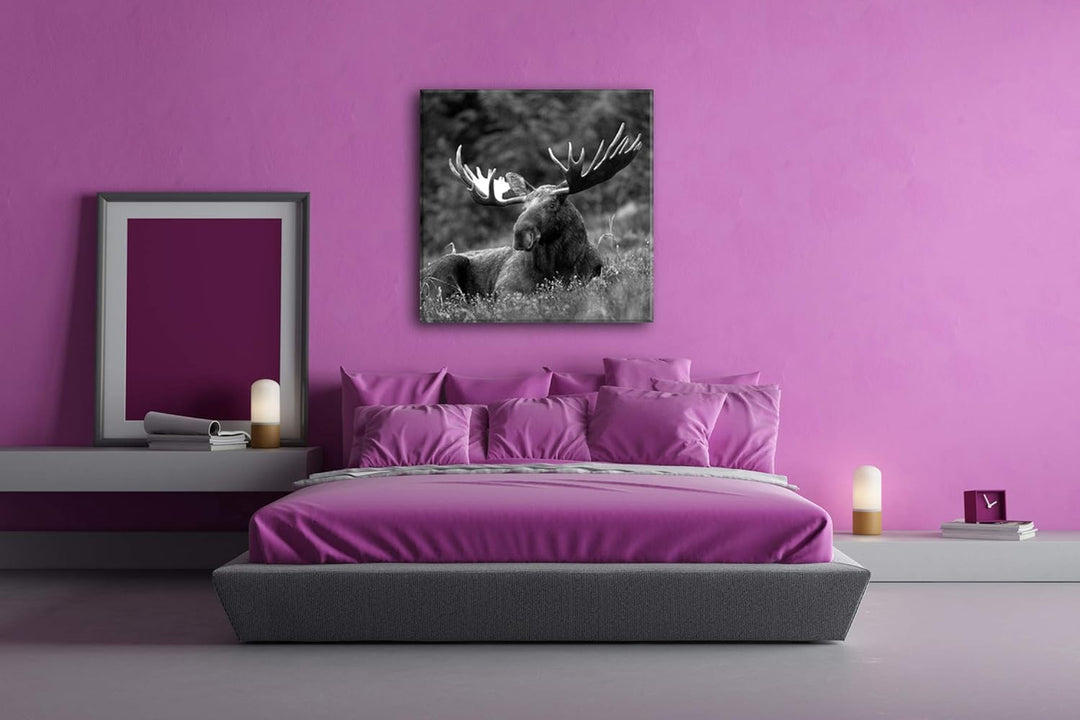deyoli ruhig liegender Elch Format: 60x60 Effekt: Schwarz&Weiss als Leinwandbild, Motiv fertig gerah