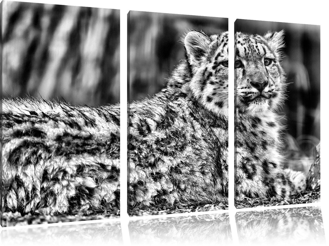 Pixxprint Monocrome, anmutiger Schneeleopard 3-Teiler Leinwandbild 120x80 Bild auf Leinwand