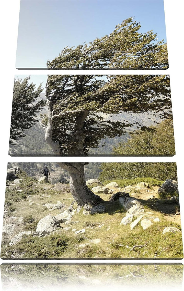 Pixxprint Alter Schiefer Baum in den Bergen schwarz/weiss 3-Teiler Leinwandbild 120x80 Bild auf Lein