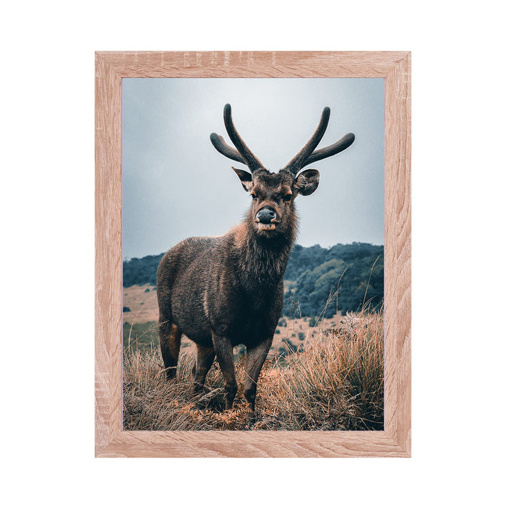 Rahmendesign24 Posterrahmen Milano 50x70 Sonoma Eiche Fotorahmen, Wechselrahmen, Bilderrahmen, Puzzl