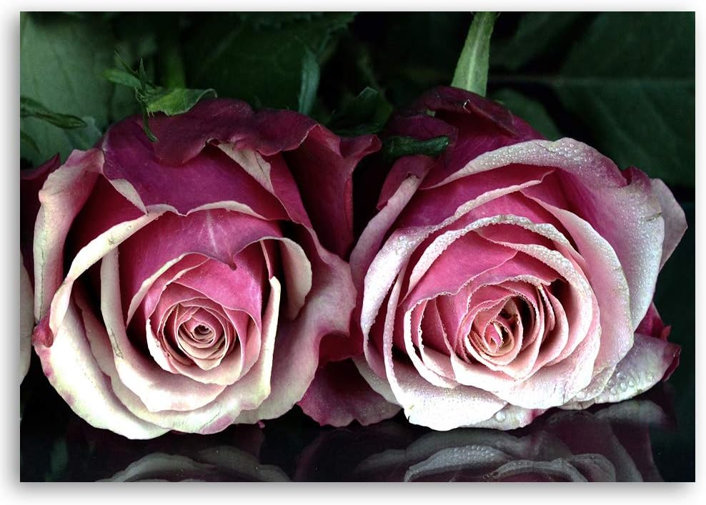 Feeby Wanddeko Rose Bild Kunstdruck modern Blume Violett 80x60 cm M14567 80x60 cm, M14567 80x60 cm