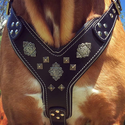 Bestia "Aztec'' Leder Brustgeschirr für grosse Hunde in Schwarz M- für einen Brustumfang von 50 cm b