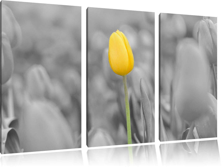 Gelbes Tulpenmeer schwarz/weiss 3-Teiler Leinwandbild 120x80 Bild auf Leinwand, XXL riesige Bilder f