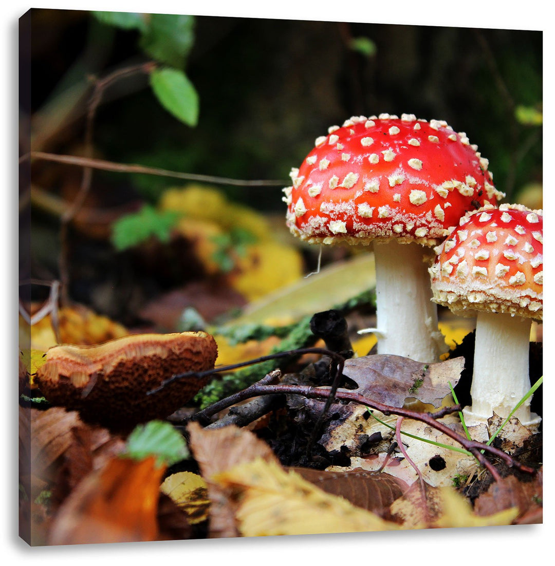 Pixxprint Pilz im Wald, Format: 70x70 auf Leinwand, XXL riesige Bilder fertig gerahmt mit Keilrahmen