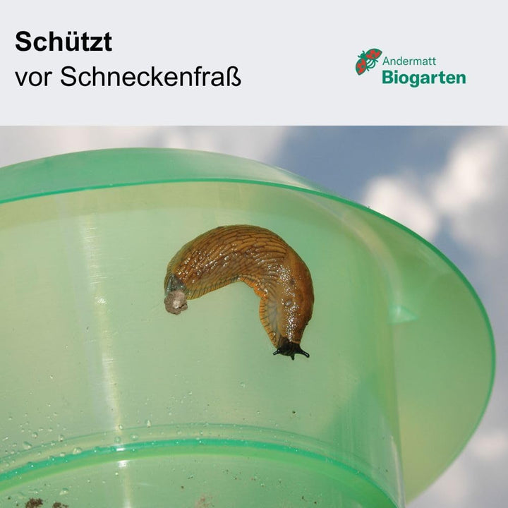 Andermatt Biogarten SchneckenStopp PP 12er Pack + 12 Hauben, natürlicher Schneckenschutz, wiederverw