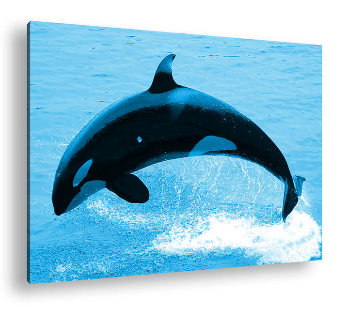 deyoli verspielter Orca Format 100x70 Effekt: Monocrome Blau als Leinwandbild, Motiv fertig gerahmt
