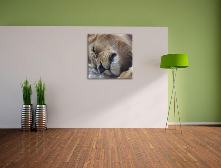 schlafender Löwe, Format: 70x70 auf Leinwand, XXL riesige Bilder fertig gerahmt mit Keilrahmen, Kuns