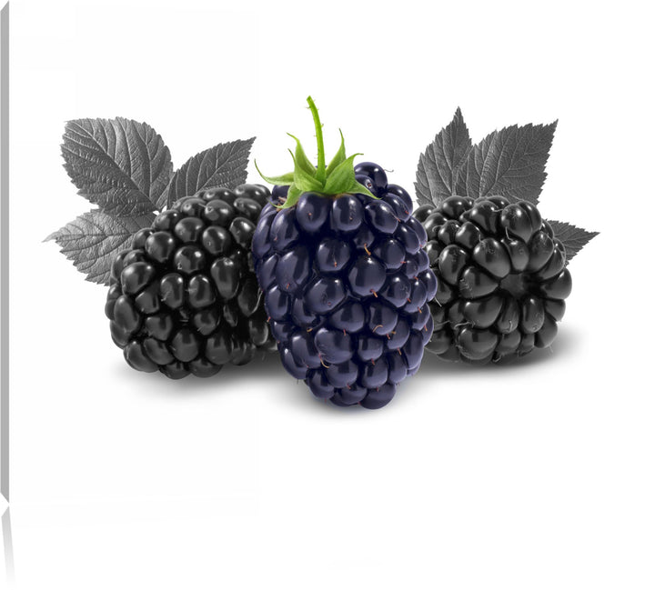 Grosse Brombeeren schwarz/weiss Format: 100x70 cm auf Leinwand, XXL riesige Bilder fertig gerahmt mi
