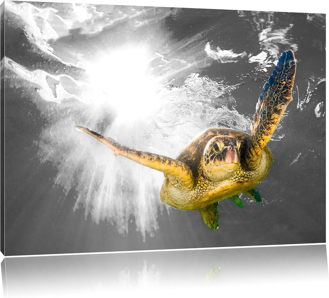 Pixxprint Grüne Meeresschildkröte als Leinwandbild | Grösse: 100x70 cm | Wandbild| Kunstdruck | fert