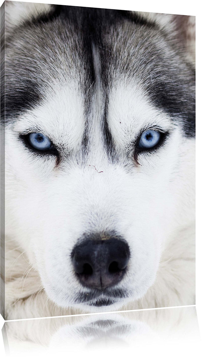 Pixxprint Husky, Format: 100x70 auf Leinwand, XXL riesige Bilder fertig gerahmt mit Keilrahmen, Kuns