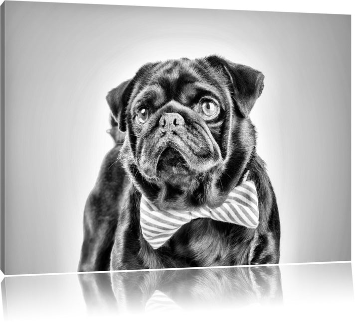 Pixxprint Lustiger Mops mit Fliege als Leinwandbild/Grösse: 100x70 / Wandbild/Kunstdruck/fertig besp
