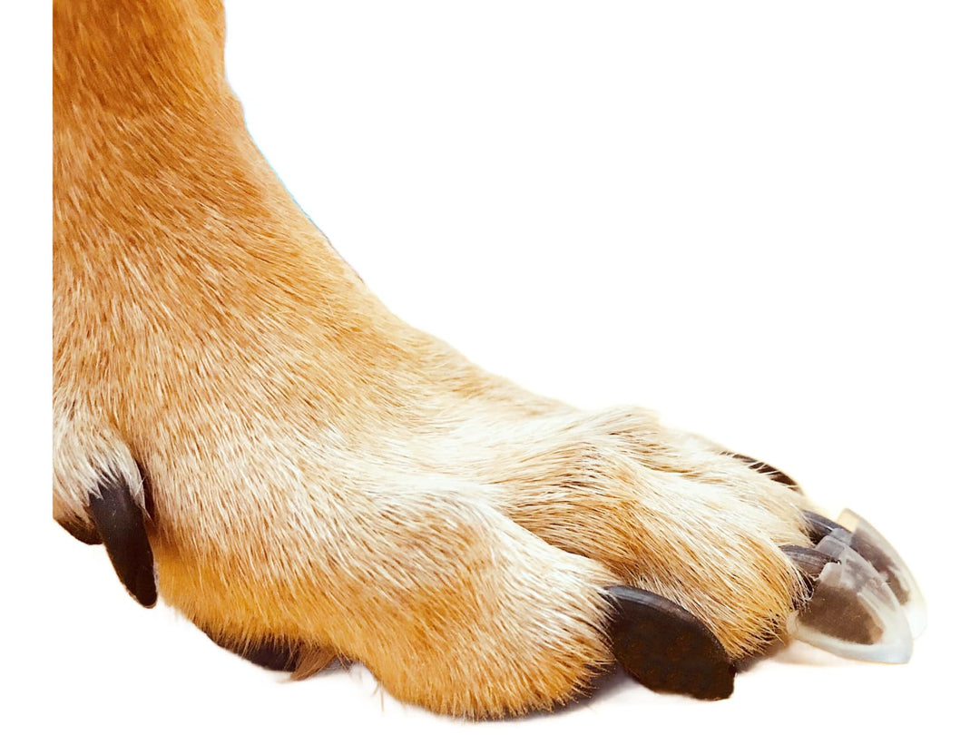 Dr. McHenrys Krallenkappen für Hunde 24er Set mit Kleber und Reinigungsbürste, mehr Halt und Stabili