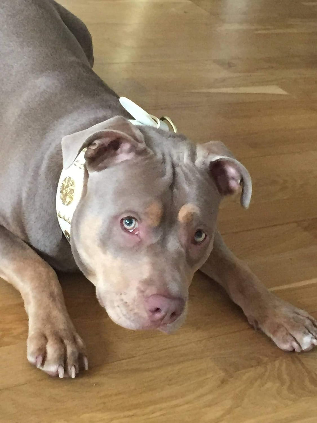 Bestia Maximus Weiss Echtleder Hundehalsband für grosse Hunde. 100% Leder. Weich gepolstert. 6,3 cm