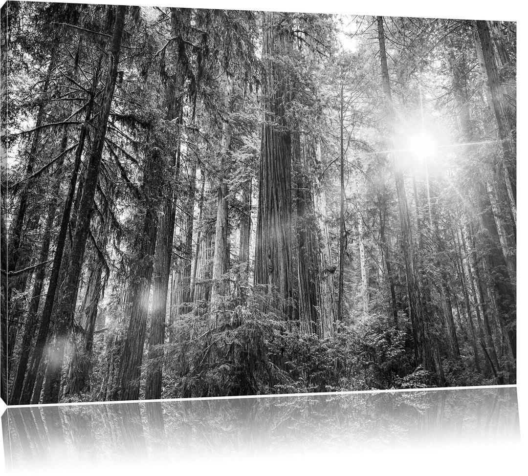Pixxprint Wald bei Sonnenlicht als Leinwandbild/Grösse: 100x70 / Wandbild/Kunstdruck/fertig bespannt