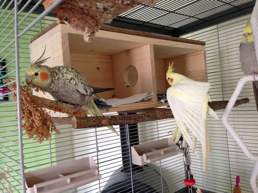 Vogelgaleria® Nistkasten Nymphensittiche gross XXL | Schlafhaus Vogel Naturholz – sicherer Rückzugso
