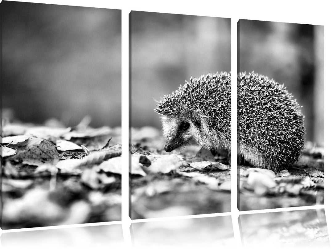 Pixxprint Igel im Laub als Leinwandbild/Grösse: 3 Teilig (120x80) cm/Wandbild/Kunstdruck/fertig besp