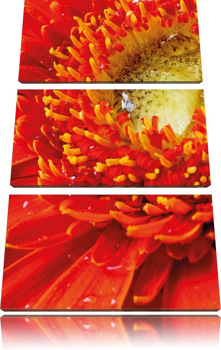 Pixxprint Gerbera Sonne Gras Blumen / 3-Teilig/Gesamtmass 120cm Leinwandbild bespannt auf Holzrahmen