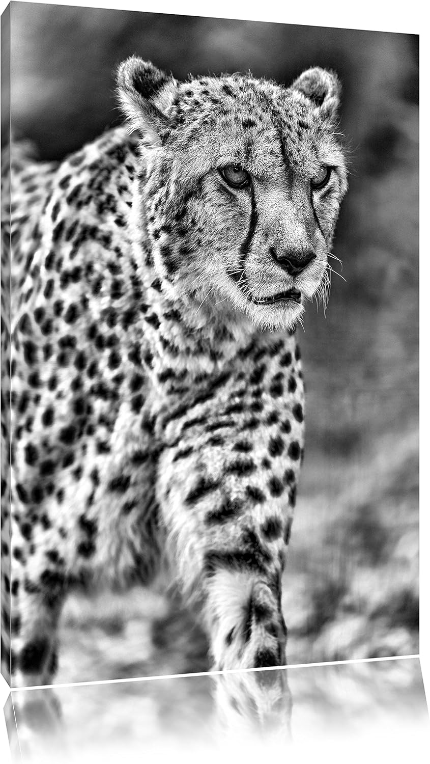 Pixxprint lauernder Gepard auf Wiese / 100x70cm Leinwandbild bespannt auf Holzrahmen/Wandbild Kunstd