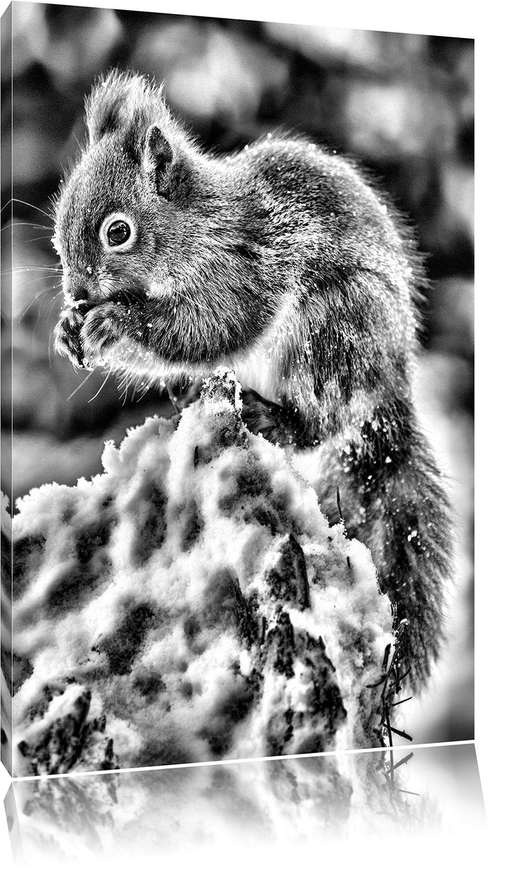 Pixxprint Kleines Eichhörnchen im Winter als Leinwandbild/Grösse: 100x70 cm/Wandbild/Kunstdruck/fert