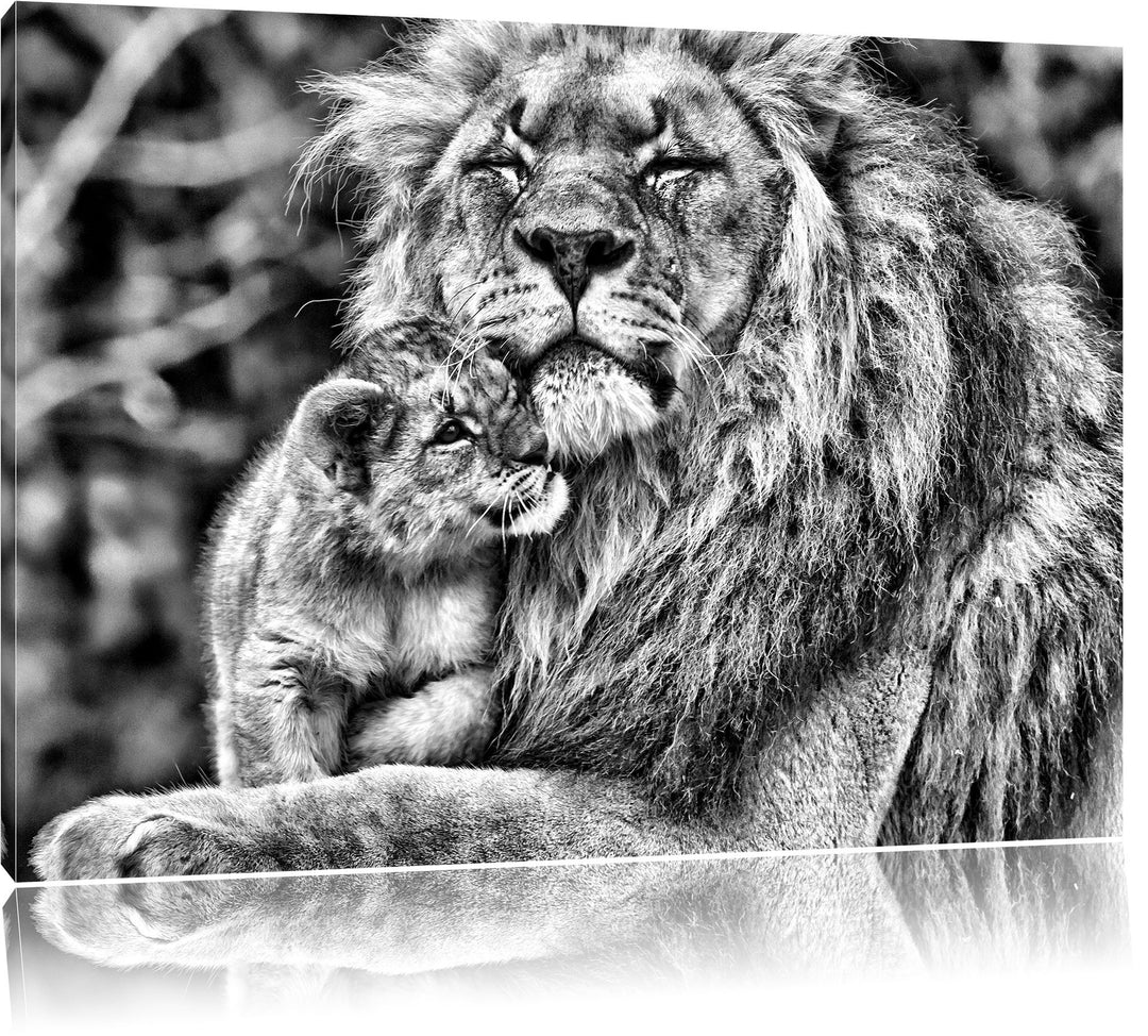 Pixxprint Monocrome, Löwenvater kuschelt mit Jungtier, Format: 100x70 auf Leinwand, XXL riesige Bild
