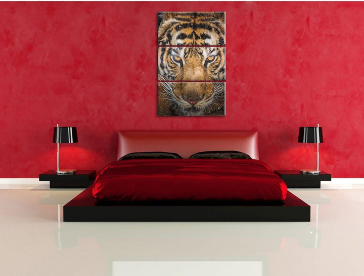 Pixxprint Tiger mit hellbraunen Augen / 3-Teilig/Gesamtmass 120cm Leinwandbild bespannt auf Holzrahm