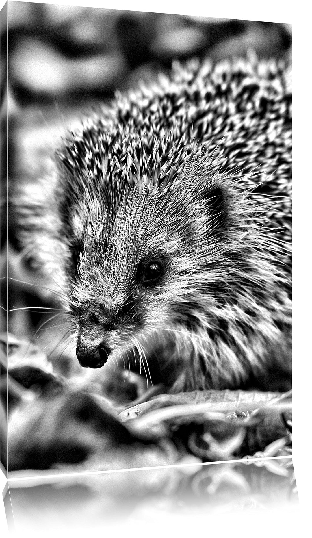 Monocrome, Kleiner Igel, Format: 100x70 auf Leinwand, XXL riesige Bilder fertig gerahmt mit Keilrahm