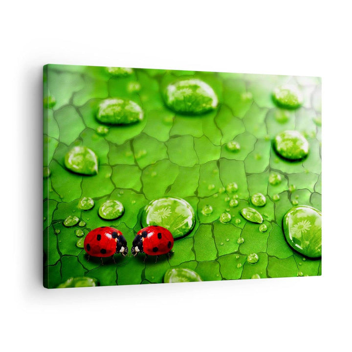 Bilder auf Leinwand Marienkäfer Gras Blatt Tropfen Leinwandbild 70x50cm Wandbilder Dekoration Wohnzi