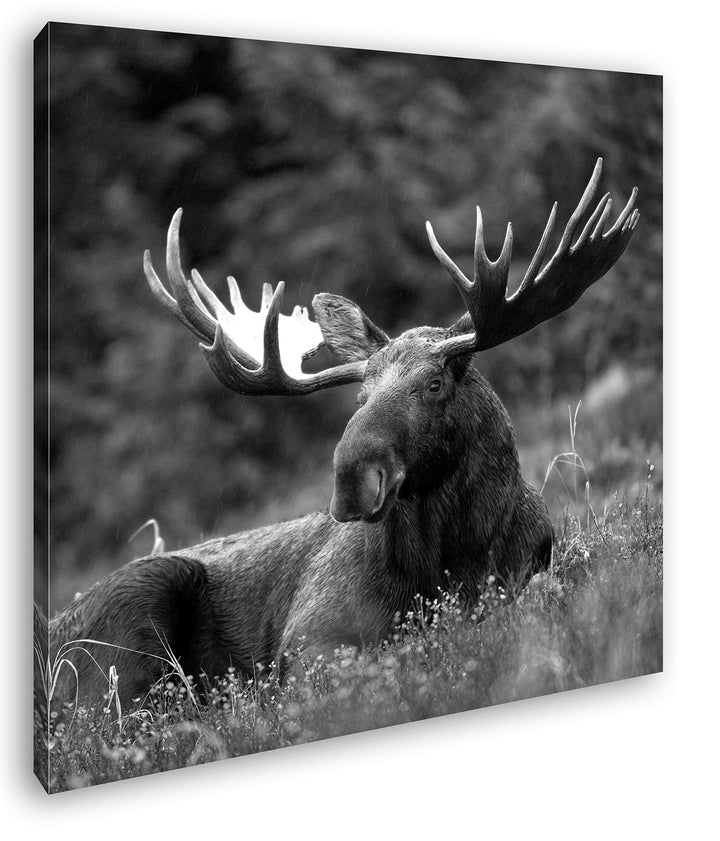 deyoli ruhig liegender Elch Format: 60x60 Effekt: Schwarz&Weiss als Leinwandbild, Motiv fertig gerah