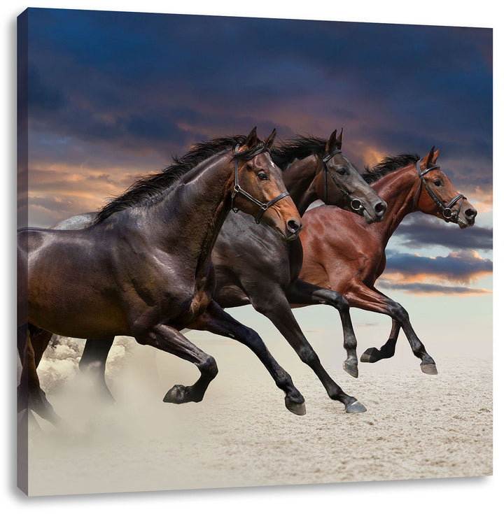 Drei wilde Westernpferde, Format: 70x70 auf Leinwand, XXL riesige Bilder fertig gerahmt mit Keilrahm