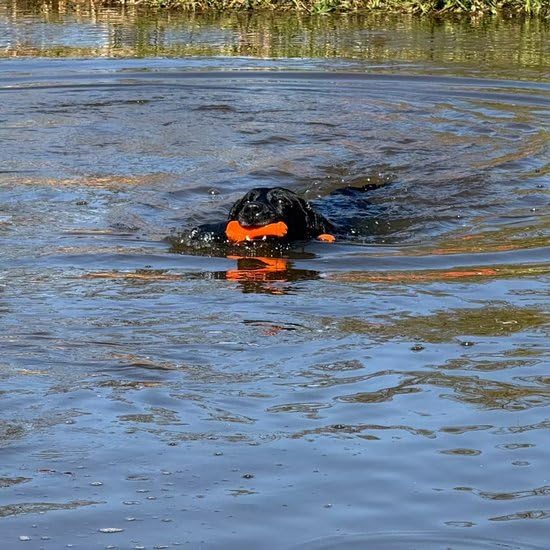Bobber – 23 cm – Hundespielzeug – Hundeball – Für grosse Hunde geeignet – Schwimmendes Apportierspie
